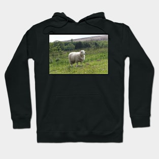 Sheep Hoodie